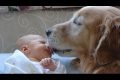 【犬と赤ちゃん】　隣にぴったり寄り添う姿に癒される！